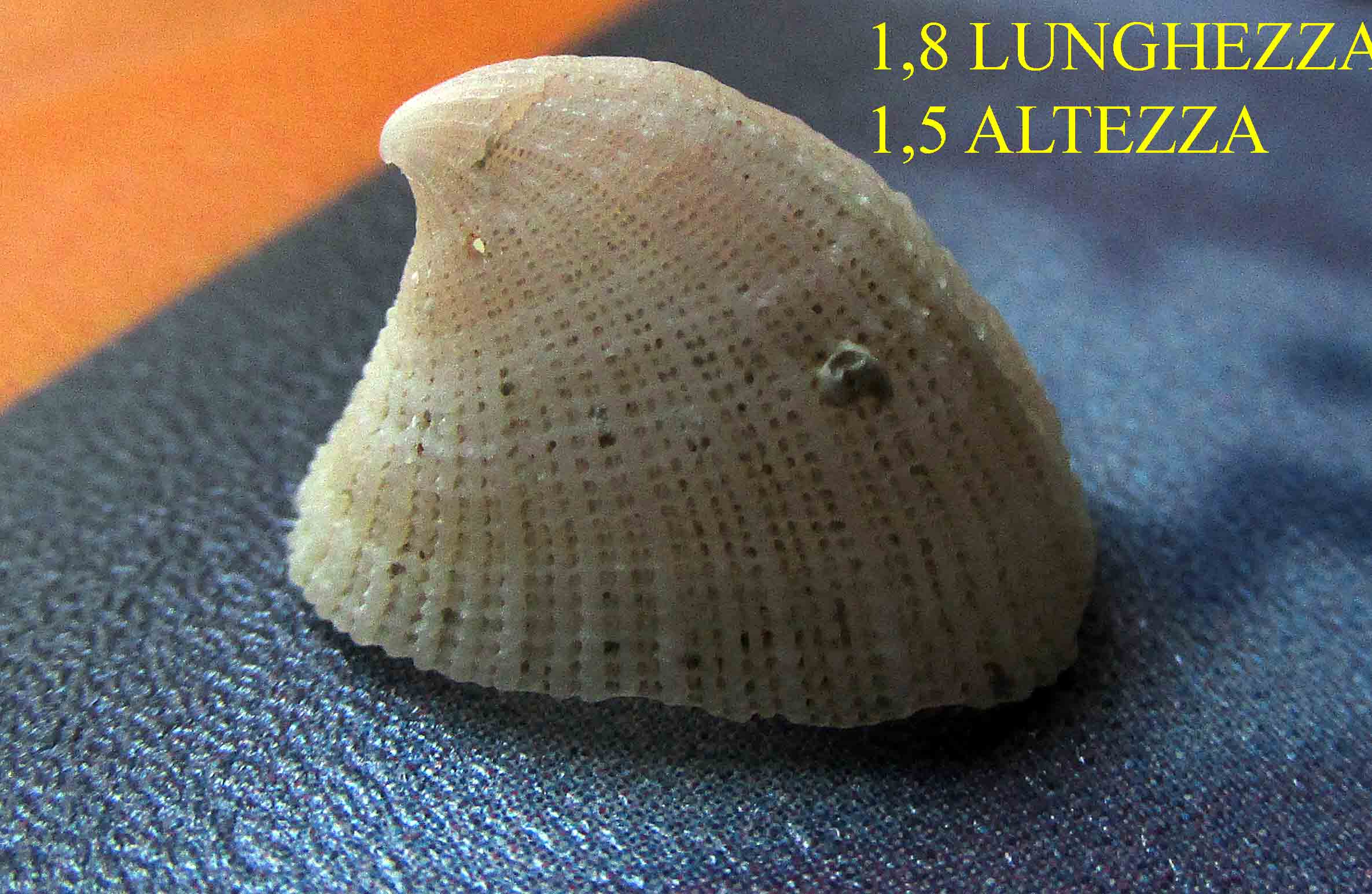 Emarginula spiagge bianche vada (big)